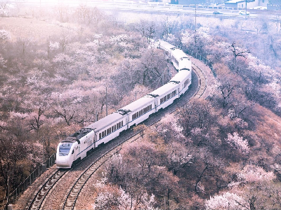 市郊鐵路S2線(xiàn)增開(kāi)賞花月列車(chē)